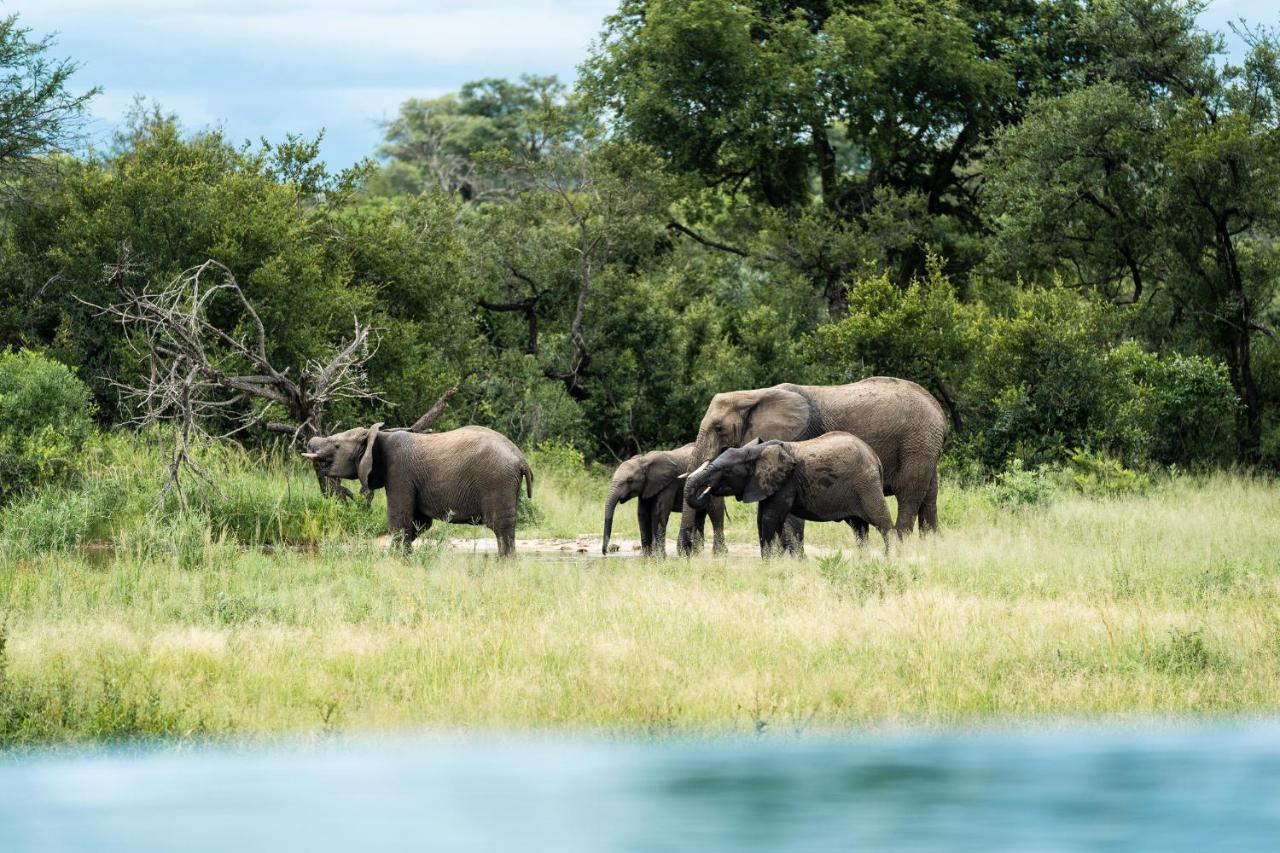 Shumbalala Game Lodge Thornybush Game Reserve Zewnętrze zdjęcie